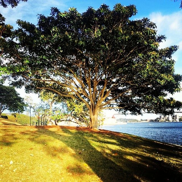 tree, tranquility, sky, tranquil scene, growth, nature, scenics, water, beauty in nature, tree trunk, shadow, sunlight, palm tree, grass, branch, sea, day, cloud, landscape, green color