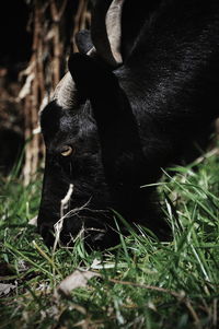 High angle view of black cat on field