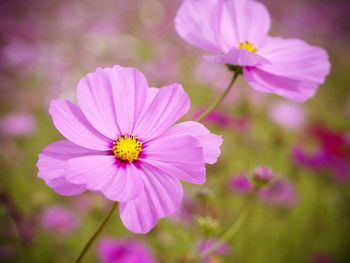 Close-up of pink flower