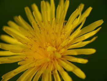 Close-up of yellow flower