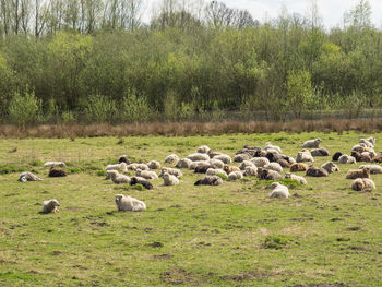 Flock of sheep on grassy field