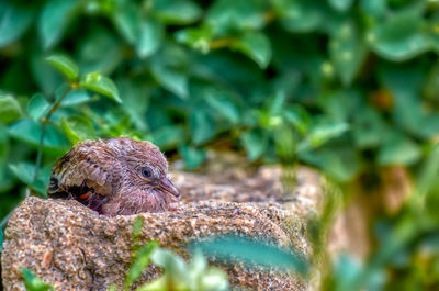 Close-up of a lizard on tree