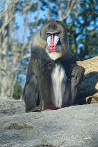 Monkey sitting on rock