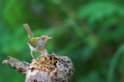 Close-up of bird perching on wood