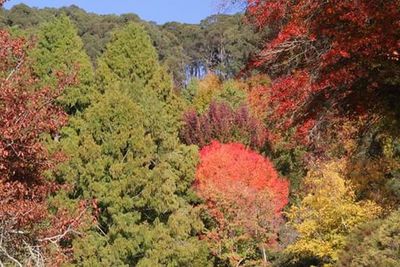 Panoramic shot of trees in park