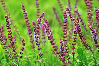 Close-up of purple flowers