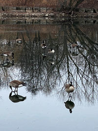 View of birds in lake during winter