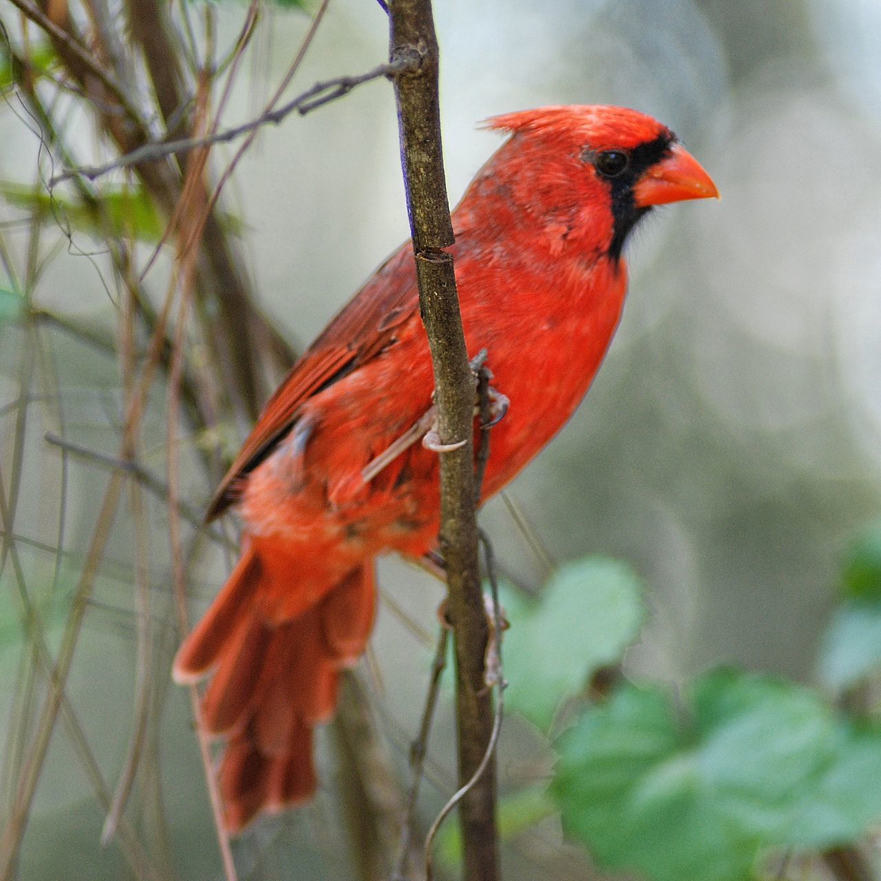 Cardinal - bird