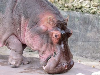 Close-up of horse in zoo