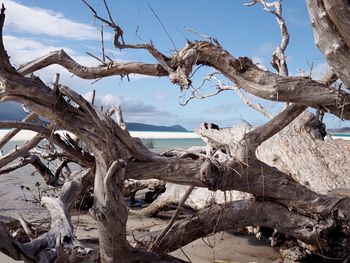 Driftwood on tree trunk against sky