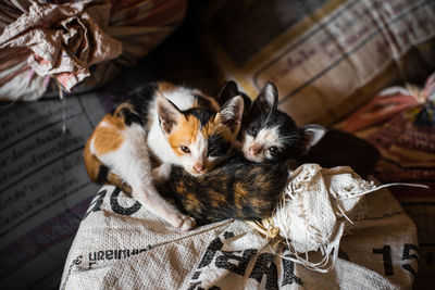 High angle view of cats