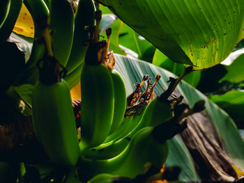 A banana is an elongated fruit produced by several kinds of large herbaceous flowering plants.