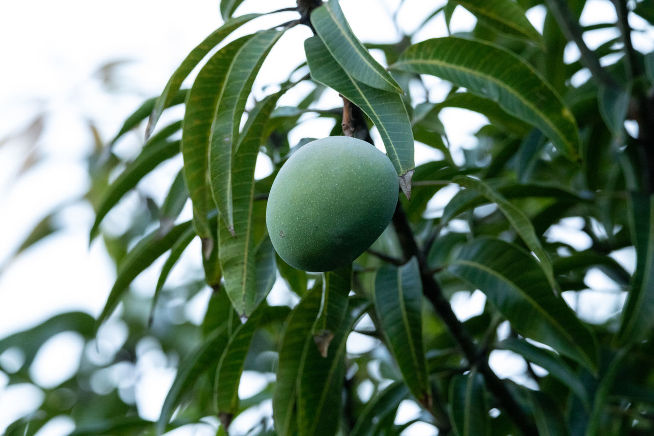 LOW ANGLE VIEW OF FRUIT TREE