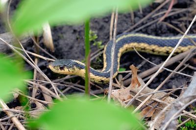 Close-up of lizard on land