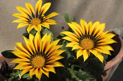 Close-up of gazania flowers blooming in pots