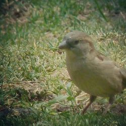 View of an animal on field