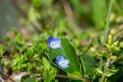 Close-up of purple flowering plant