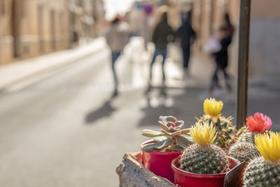Close-up of potted plant on street in city