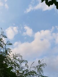 Low angle view of tree against sky