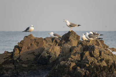 Birds perching on rocks