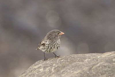 Darwin finches of galapagos