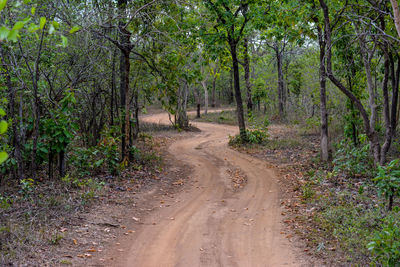 Road amidst trees in forest