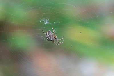 Spider on web
