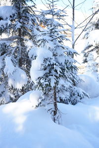 Snow covered branches of tree during winter