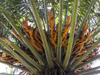 Low angle view of leaves