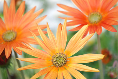 Close-up of orange flower