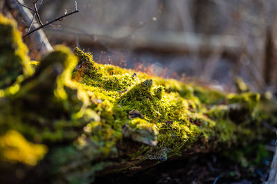 Close-up of moss growing on tree trunk