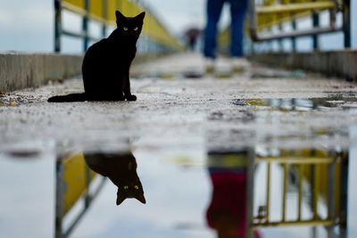 Portrait of black cat sitting by water with reflection