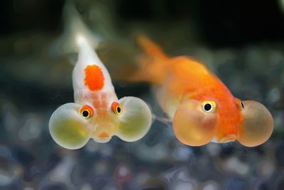 Close-up of bubble eye goldfish swimming in water