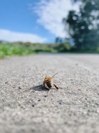 Close-up of insect on road