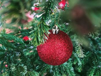 Close-up of christmas tree