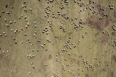 High angle view of footprints on sand