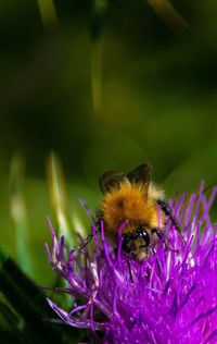 Close-up of bee pollinating on purple flower