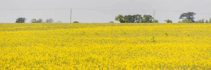 Scenic view of oilseed rape field against sky