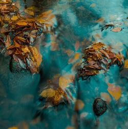 Close-up of leaves floating on water