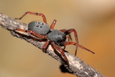 Close-up of spider