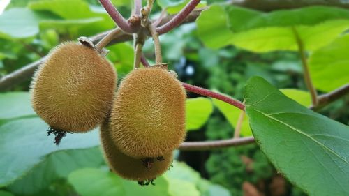 Close-up of fruit growing on tree
