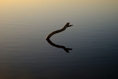 Bird on a lake