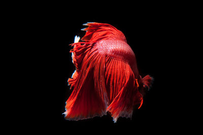 Close-up of red leaf against black background