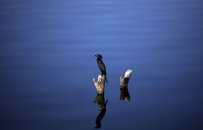 Bird perching on a lake