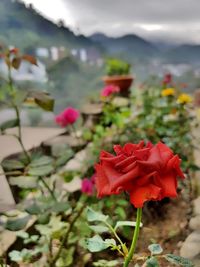 Close-up of red flowers blooming against sky