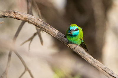 Close-up of parrot perching on branch