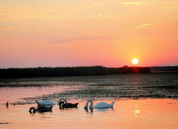 View of birds in lake during sunset