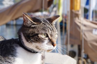 Close-up of a cat looking away