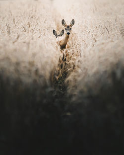 Close-up of sheep on field