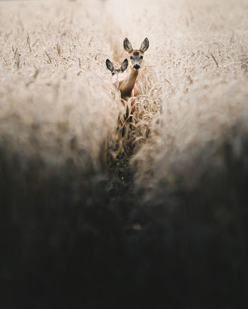 CLOSE-UP OF SHEEP IN THE FIELD